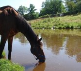 horse to water